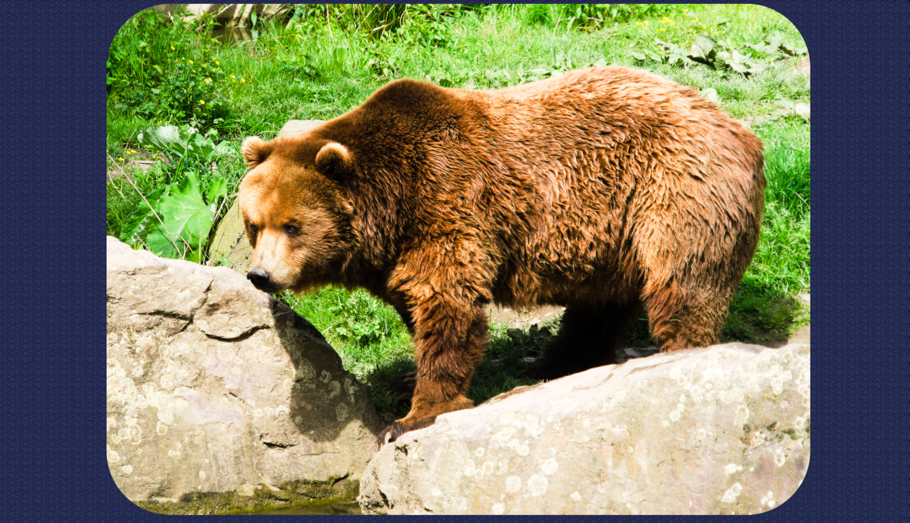 ZOOM Erlebniswelt ein Bär